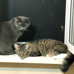 Кастрация кота