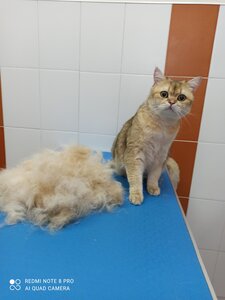 Вычесывание шерсти у кошек