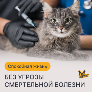 Вакцинация животных от бешенства