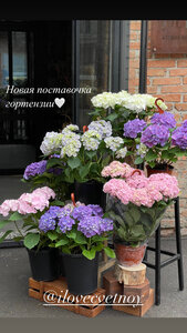 Гортензия