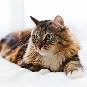 Кастрация кота