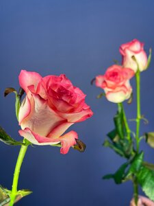 Роза Джумилия 80см