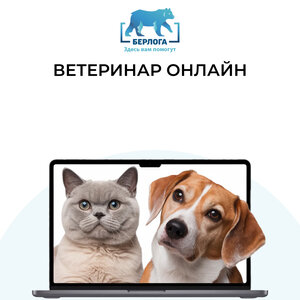 Онлайн консультация ветеринара
