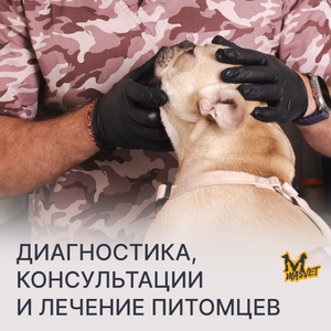 Прием вет. терапевта