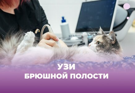 УЗИ брюшной полости животным