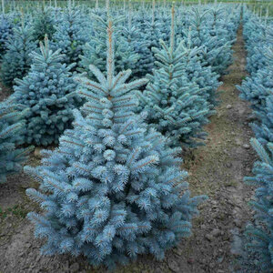 Ель колючая "Голубая ель" (Picea pungens)