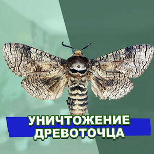 Уничтожение древоточца