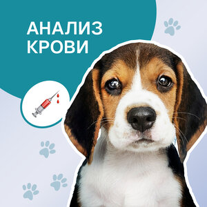 Анализ крови для животных