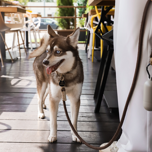 Dog-friendly