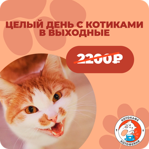 Целый день с котиками в выходные