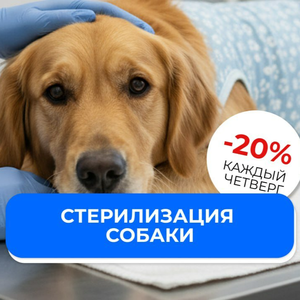 Стерилизация собак в ветеринарной клинике "Веда"