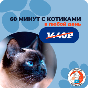 60 минут с котиками