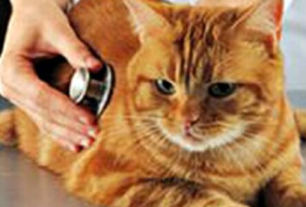 Кастрация кота