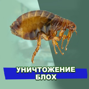 Уничтожение блох. Обработка квартир и помещений от блох.