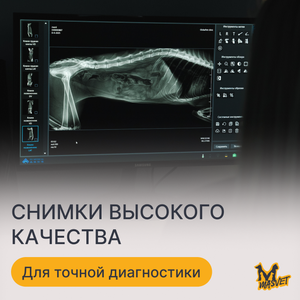 Рентген-диагностика для животных