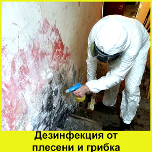 Удаление плесени и грибка
