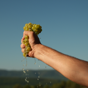 Посещение виноградников Uppa Winery