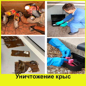 Уничтожение крыс