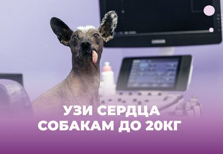 УЗИ сердца собакам до 20 кг (перед операцией) 