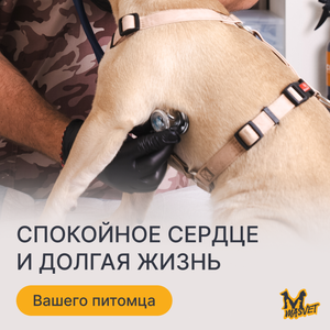 Прием вет. кардиолога 