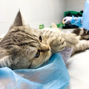 Кастрация кота (полная стоимость)