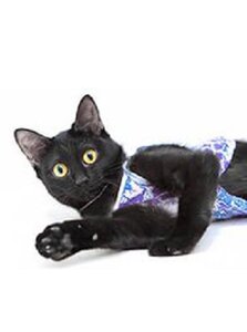 Стерилизация кошки
