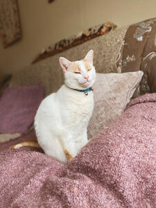 Вакцина для кошек «Мультифел»
