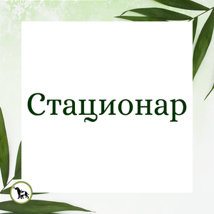 Лечение животных в стационаре