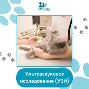УЗИ
