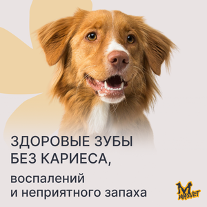 Чистка зубов для животных