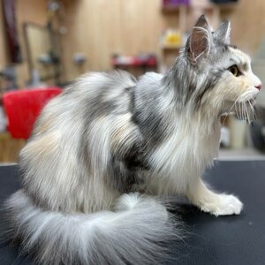 Экспресс линька для кошек