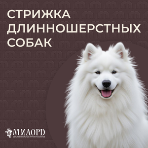  Стрижка длинношерстных собак