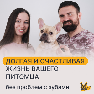 Прием стоматолога для животных