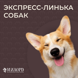Экспресс-линька собак