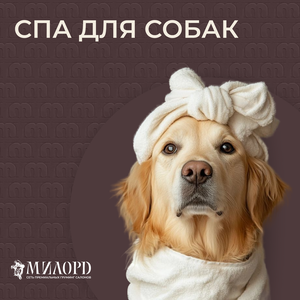 Спа для собак
