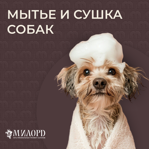 Мытьё и сушка собак