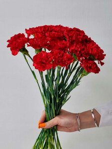 Гвоздика 