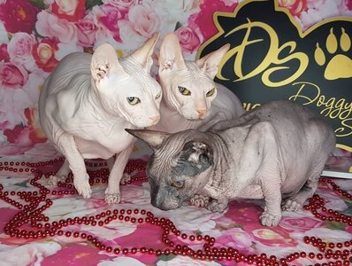 Купание лысых пород кошек