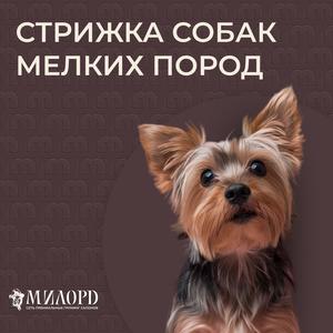 Стрижка собак мелких пород