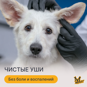 Чистка ушей для животных