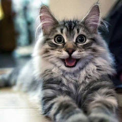 Кастрация котов