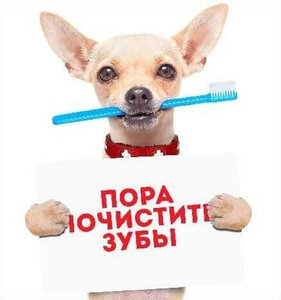 УЗИ чистка зубов животным