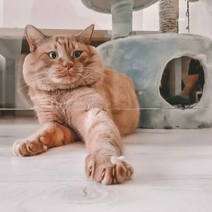 Передержка кошек