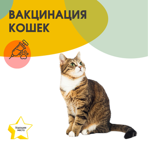 Вакцинация котов и кошек