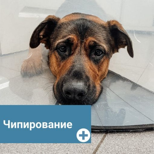 Чипирование кошек и собак