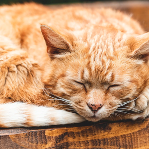 Купание кошек и котов