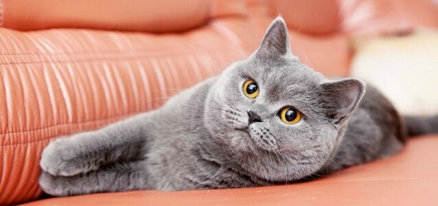 Кастрация кота