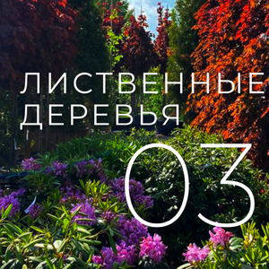 Лиственные деревья