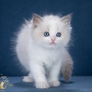  Queeny CareForPets. Помет Q.