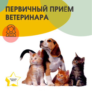Первичный приём ветеринара